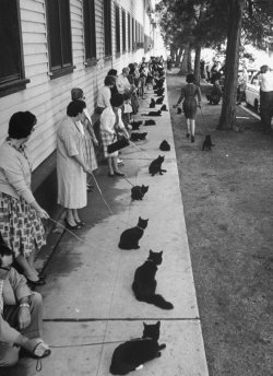 It&rsquo;s 1961 in Hollywood, California. Following a newspaper casting call, auditions are taking place to find the central star of the forthcoming low-budget horror film &ldquo;Tales of Terror&rdquo; — and 152 cats are in attendance.  Those with