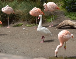 asugarprince:  dictatorofbutts:  I was at the zoo the other day and there was this fucking goose trying to act likE A FUCKING FLAMINGO  day 64: I have successfully infiltrated the flock. so far they do not suspect a thing. 