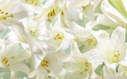 Lilies &hellip; the floral symbol of life, hope, purity and joy &hellip; a fitting symbol for Easter