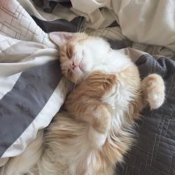 alyssapricot:  friday cat naps!!! 