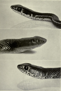 nemfrog: Western snakes. The reptiles of western North America. 1922. 