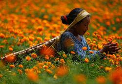 fotojournalismus:  Women pick marigold flowers used to make garlands and offer prayers, before selling them to the market for the Tihar festival, also called Diwali, in Kathmandu, Nepal, on October 17, 2017. (Navesh Chitrakar/Reuters)
