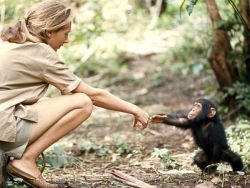 jenniferrpovey:  cygnu-s:  Women of National Geographic Jane Goodall - studied chimpanzees and has created community-centered conservation programs that not only protect chimpanzees of Gombe National Park in Tanzania, but also take into account the needs