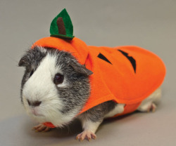 guineapiggies:  PetSmart Carrying Guinea Pig Costumes This Halloween by topicous on Flickr. 