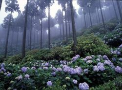 wild-nirvana:   son-of-twilight:  Michinoku Hydrangea Garden  