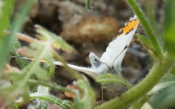 rjzimmerman:  Today’s hike with camera was the Big Morongo Canyon Preserve, Morongo Valley, California. The canyon trail was loaded with butterflies and moths commuting, dining, and making babies. I know one of these is a Painted lady butterfly, but