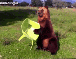 lies-n-fish:  kitster:  lolzpicx:  If I fitBs, I sits  HE LOOKS SO FUCKING PLEASED WITH HIMSELF OH MY GOD  Best friend bear 