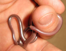pimpunderthemountain:  careful-with-that-ass-eugene:  I’m so excited because I found out today that this little guy exists He’s a Western Blind Snake and he looks like a very shiny earthworm  HE LOOKS SO HAPPY 