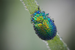 archatlas:  Precious Insects  Photographer David Chambon macro photos of insects covered in dew makes them look like precious gemstones. You can see more of his work on his Flickr and 500px accounts. 