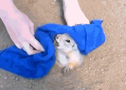 gifcraft:  A prairie dog was too fat to get out of his hole 
