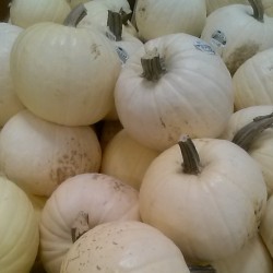 Found white pumpkins at the store, today! #nofilter #pumpkin #October #Autumn #Halloween #love (at Pumpkin Central)