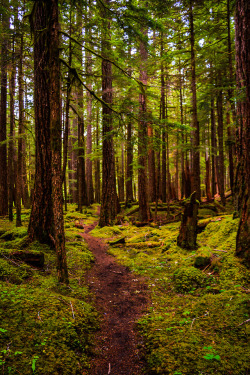 nature-hiking: Paths of Olympic Park 21/? - Olympic National Park, WA, June 2017 photo by nature-hiking   Love hiking in ONP!