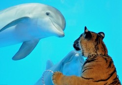 notemily:  wonderous-world:  Staff was taking six-month-old tiger cub Akaasha on her daily walk around the Six Flags Discovery Kingdom when she saw Mavrick, a 14-month-old Atlantic bottlenose dolphin. The pair examined each other from all angles possible