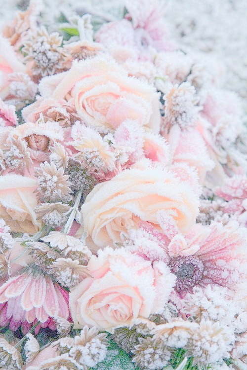 frozen flowers | Tumblr