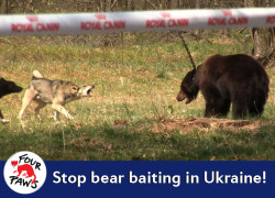 allithemedic:  “ The international animal welfare organisation FOUR PAWS has uncovered a scandal: in recent months the globally-operating French manufacturer of dog and cat food ROYAL CANIN has sponsored brutal, illegal bear baiting in Ukraine. “
