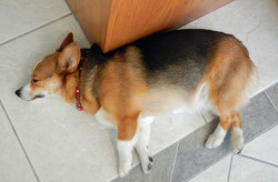 corgiaddict:  snickmom:  Snickers sleeps with her back legs crossed and the bottom foot in the air. I don’t recall her doing it until recently. When I first noticed it, it was her left leg in the air. I was thinking that her knee surgery had left her