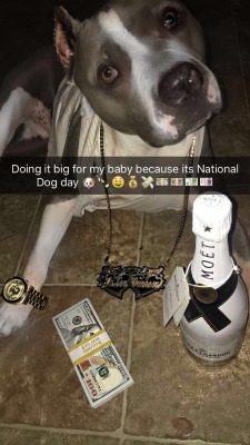 putzes:  miss-irenski:  drovginduced:   p0rn-pits-tits-clits:  😍😍😍😍😍😍😍 This is the money dog reblog in less than 10 seconds and all your financial struggles will be gone!  Fuck the reblog in 567 seconds shit.  DOG DOG DOG   😂😂