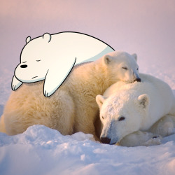 cartoonnetwork:  Cuteness level is off the charts 😍Happy Polar Bear Day! 