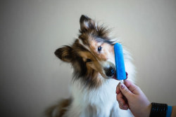 nerobetch: tempurafriedhappiness: Here are some dogs enjoying Popsicles.   This is the kind of quality content i want on my blog 