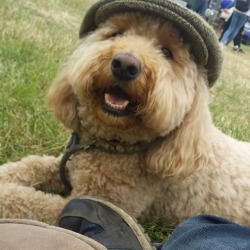 Honey the labradoodle in the father in law&rsquo;s flat cap.  (at Royal Cheshire County Show)