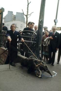 constant-tides:  human-cartography:  fleshcircus:  queernonywolf:   Salvador Dali taking his Anteater for a walk, Paris 1969.  this mother fucker had an ant eater.  After seeing this for the thousandth time, I’m quite sure I’ll never amount to this