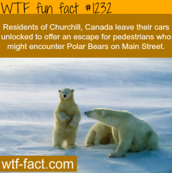 wtf-fun-facts:  residents of Churchill, Canada leave their cars unlocked to offer an escape for pedestrians who might encounter Polar Bears on Main Street. MORE OF WTF FACTS are coming HERE awesome and fun facts ONLY 