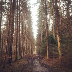 #forest #wood #landscapes #spring #korolev #russia #iphone #instagram #pic
