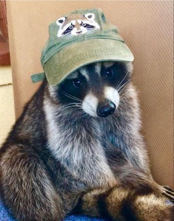 Your daily dose of raccoon