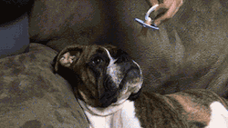 tastefullyoffensive:  Video: Boxer Puppy Loves Her Pacifier