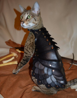 stafftomesword:  cunningmarksman:  tastefullyoffensive:  No cat is complete without a set of leather battle armor. [kotaku] Buy it on Etsy.  *resists urge to put Arhu in this…* *or maybe Adric’s giant fluffy sabretooth kitty friend could have a scaled-up