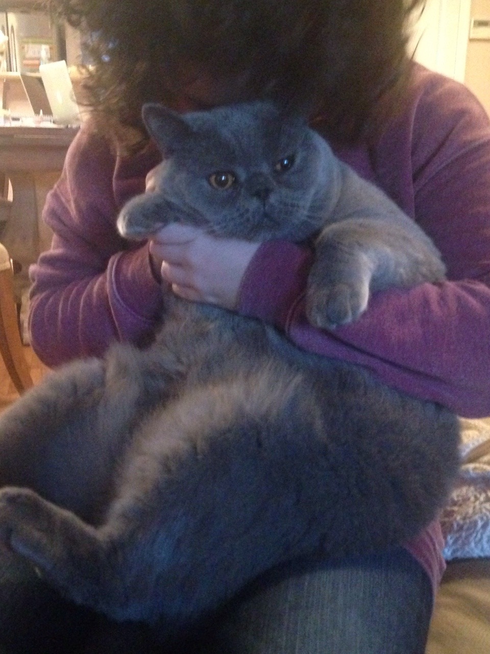 Fat cat overalls