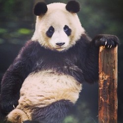 &ldquo;Da fuk u lookin&rsquo; at?!?!&rdquo; #panda #attitude #animals #instaphoto