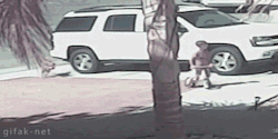 gifak-net:  Cat Saves Boy from Dog Attack [ video ] 