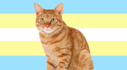 yourfavisahimbo:  yourfavisahimbo: Every Male Orange Cat from Real Life is a Himbo! The best part about this post is everyone tagging their own dumb orange cats who cant even defend themselves online 