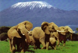 We all deserve a place on this planet (African Bush Elephants framed by Mt. Kilimanjaro)