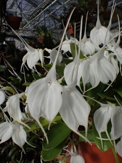 orchid-a-day:  Masdevallia tovarensisSyn.: Alaticaulia tovarensis; Masdevallia candida February 8, 2018 