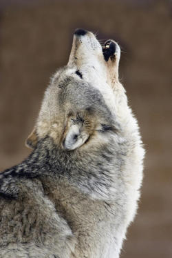 sisterofthewolves: Picture by Mark Newman