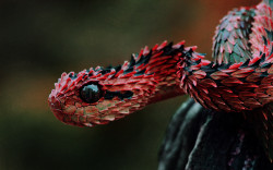 flannelsandjeans:    Indonesian Autumn Adder   that is a dragon what are you talking about   I WANT IT!!!!