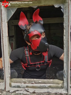 puppysigma:I looks everywhere for a cute Pupfriend, someone is there ? 🐾