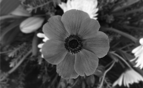 black and white flower on Tumblr
