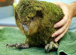 fullmetal-ravioli:  The kakapo is a critically endangered species of large, flightless, nocturnal, ground-dwelling parrot of the super-family Strigopoidea endemic to New Zealand. It has finely blotched yellow-green plumage, a distinct facial disc of senso