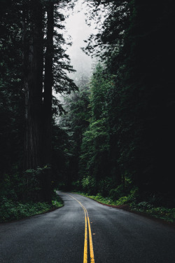 envyavenue:Through the Redwoods by Nick Carnera