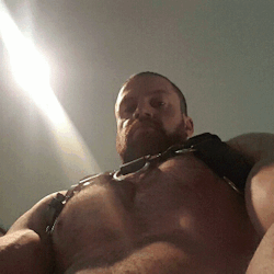 beastpup:  Bull in a harness~