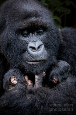 earthandanimals:  Mother and twin baby Mountain Gorillas.  Volcanoes National Park, Rwanda. Photo by Dana Allen