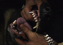  navy seals war dogs get razor sharp titanium canines that can tear through body armor “it’s like getting stabbed four times all at once by a bone crusher” 