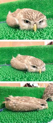 kingatticus:  fedoraspooky:  wingsofblue:  Flat mode engaged.  Deploying birdloaf…  Who deflated that owl? 