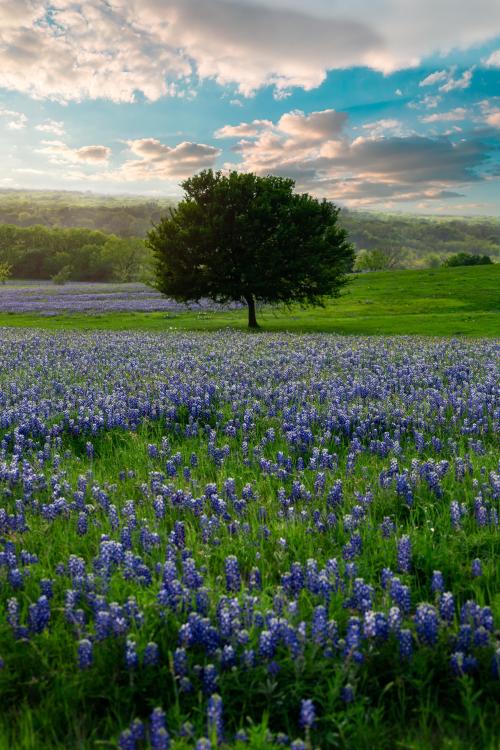 amazinglybeautifulphotography:  It’s the bluebonnet season in Texas. This was taken in Ennis, TX on 4/16/22. [OC] [4160x6240] IG: kartikdeshpande92 - Author: kartik042 on reddit