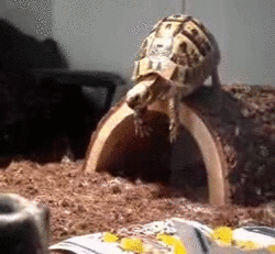 mana-is-my-middle-name:  so-humorous:  Turtle Fall Fail More Hilarious Fall Fails Here  omg how fucking adorable 😍 
