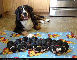 aplacetolovedogs:  Happy and proud mom of 11 newborn Bernese Mountain dog puppies For more cute dogs and puppies