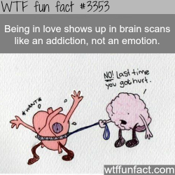 wtf-fun-factss:  Is love an addiction -  WTF fun facts
